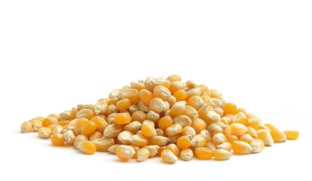 Corn Seeds